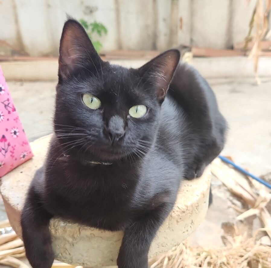 Tutora procura gata desaparecida em Serra Talhada 1 Foto: Reprodução