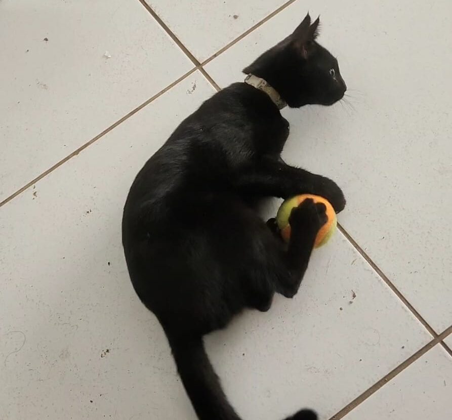 Tutora procura gata desaparecida em Serra Talhada 2 Foto: Reprodução