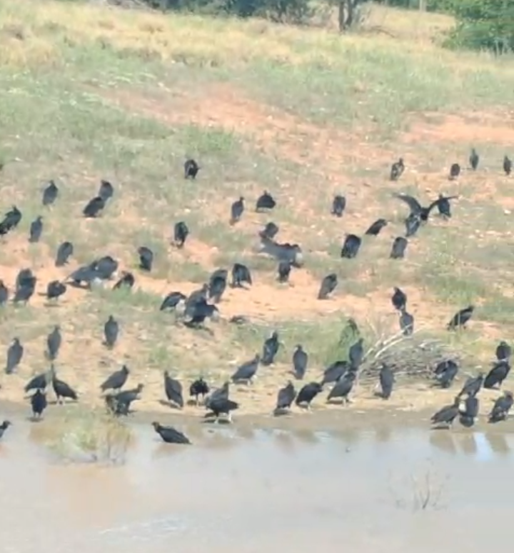 Morador alerta, mais uma vez, sobre riscos do Matadouro de Serra Talhada