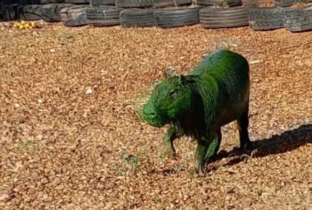 Bactérias tóxicas deixam capivaras verdes no Rio Uruguai - Foto: Reprodução/Instagram/salvemos_alrio