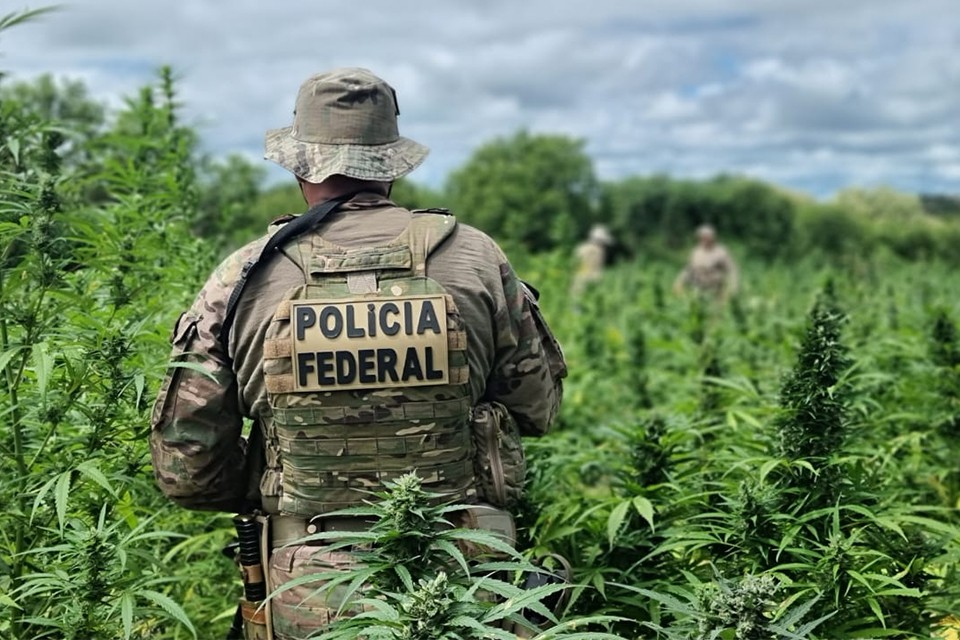 PF erradica 430 mil pés de maconha no Sertão; ST foi alvo 1 PF erradica 430 mil pés de maconha no Sertão; ST foi alvo - Foto: Divulgação/Polícia Federal