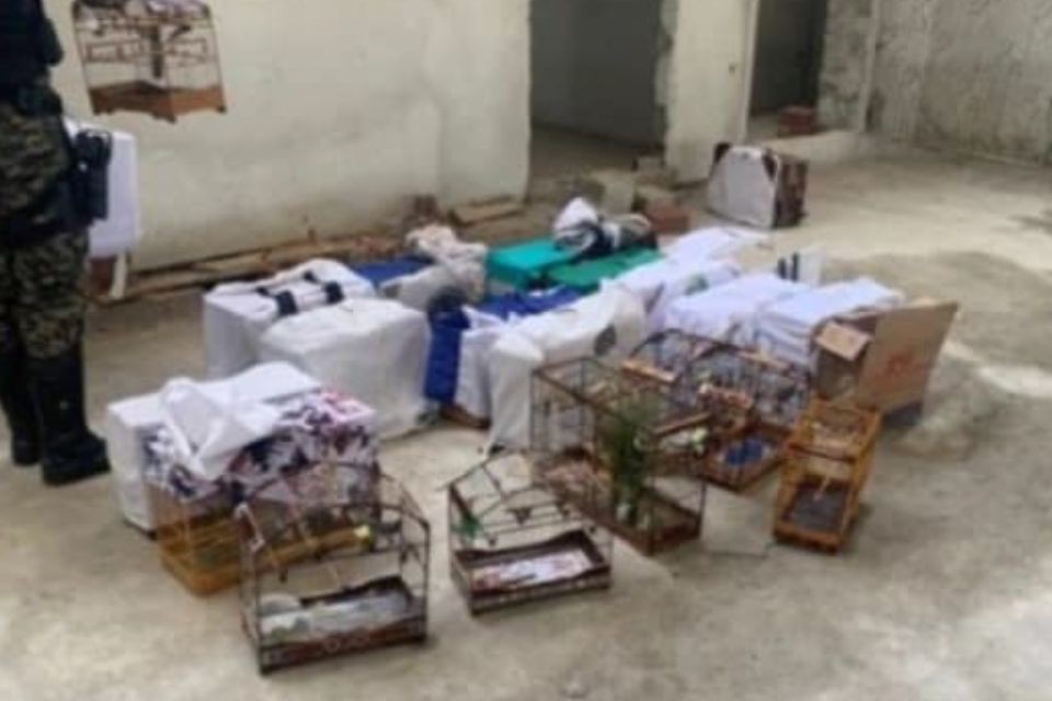 Polícia apreende mais de 30 aves em operação ambiental 1 Polícia apreende mais de 30 aves em operação ambiental - Foto: Divulgação/ PMPE