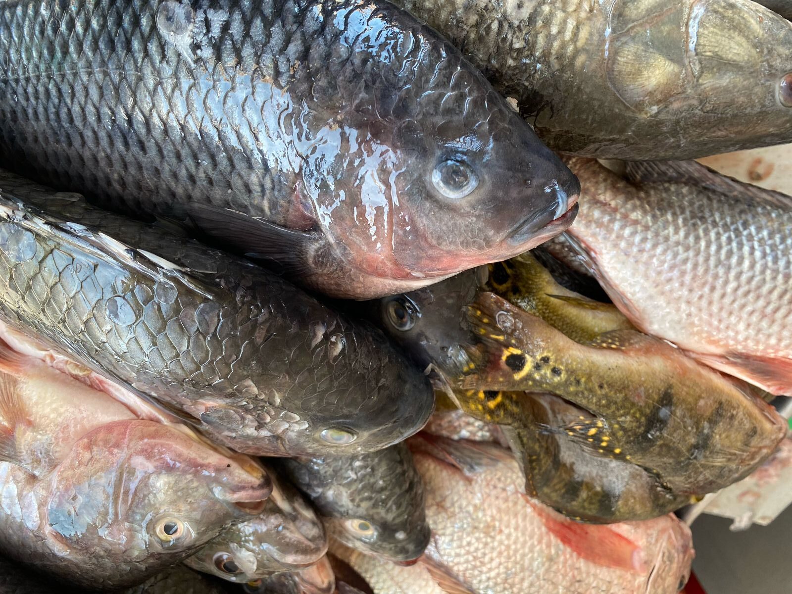 Vendedores de peixe no Mercado de ST se preparam para Quaresma