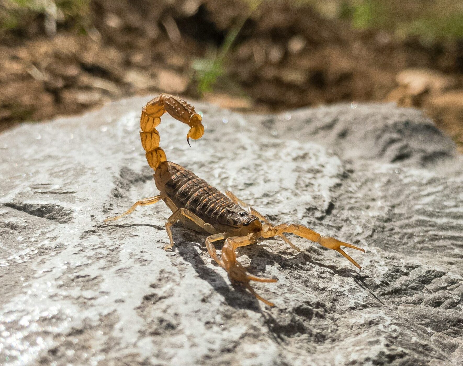 Foto: Sina Katirachi/Unsplash