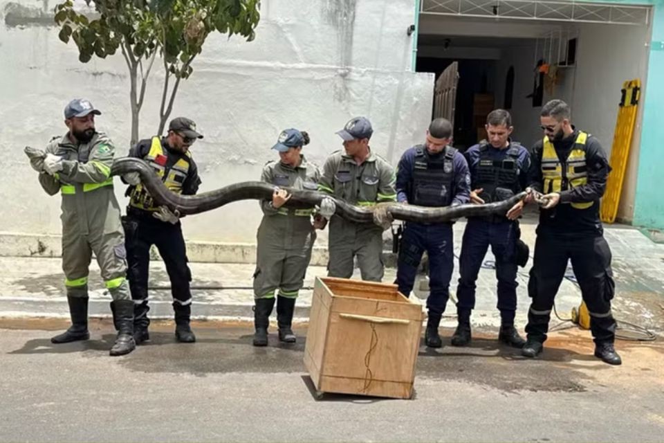 Sucuri de quase 5 metros é capturada em rede de esgoto 1 Foto: Anjos do Cumbe/Reprodução