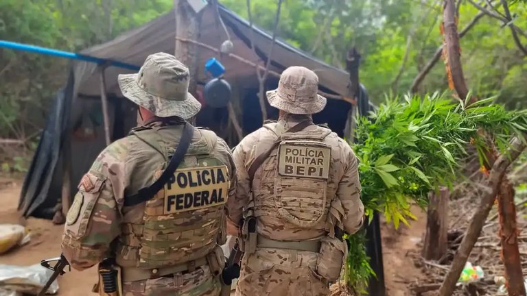 Polícia Federal e BEPI erradicam 11 mil pés de maconha em Salgueiro