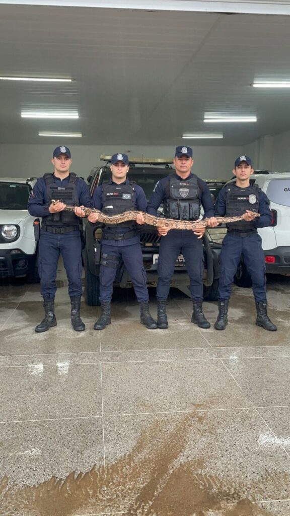 Jiboia predadora de galinhas é capturada pela GM no Sertão do Pajeú