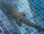 Jacaré é encontrado em piscina de condomínio de Aracaju 18 Imagem: Tv Sergipe/Reprodução
