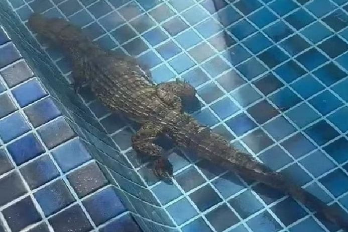 Jacaré é encontrado em piscina de condomínio de Aracaju 1 Jacaré é encontrado em piscina de condomínio de Aracaju - Imagem: Tv Sergipe/Reprodução