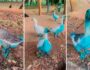 Cidade paulista apura vazamento de corante que tingiu aves de azul em parque 18 Foto: Associação Mata Ciliar