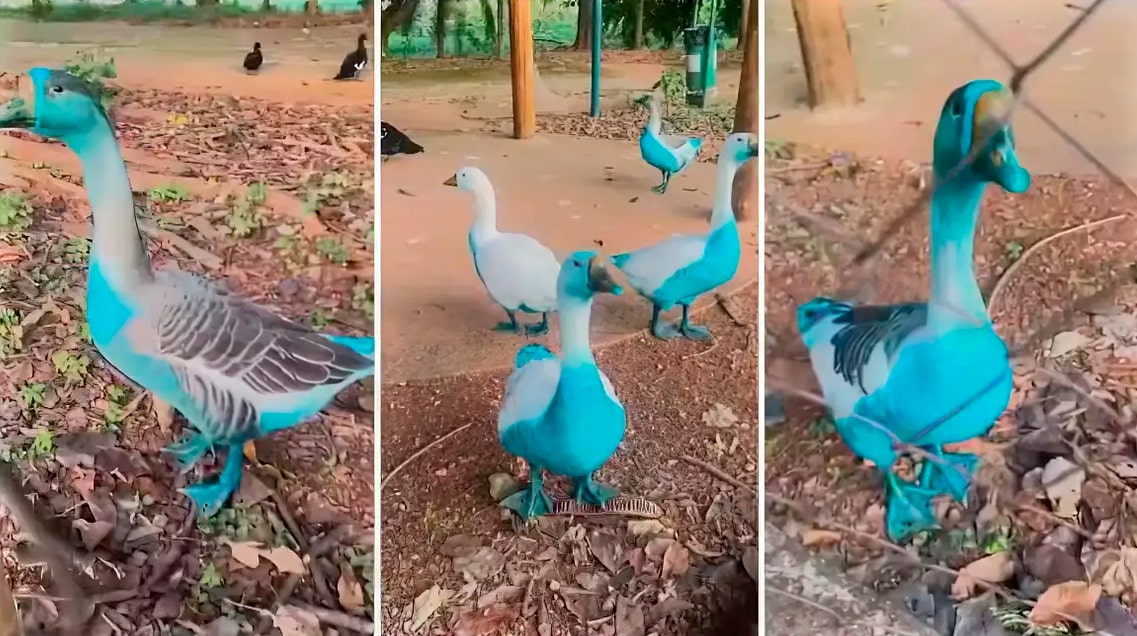 Cidade paulista apura vazamento de corante que tingiu aves de azul em parque 1 Cidade paulista apura vazamento de corante que tingiu aves em parque - Foto: Associação Mata Ciliar