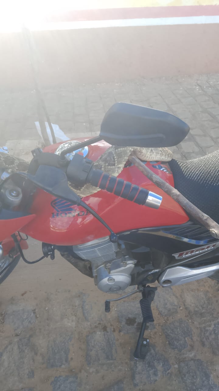 Cobra 'pega carona' em moto em frente ao cemitério de Serra Talhada