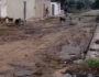 Comerciante denuncia invasão de cães e carrapatos em bairro de ST 5 Comerciante denuncia invasão de cães e carrapatos em bairro de ST