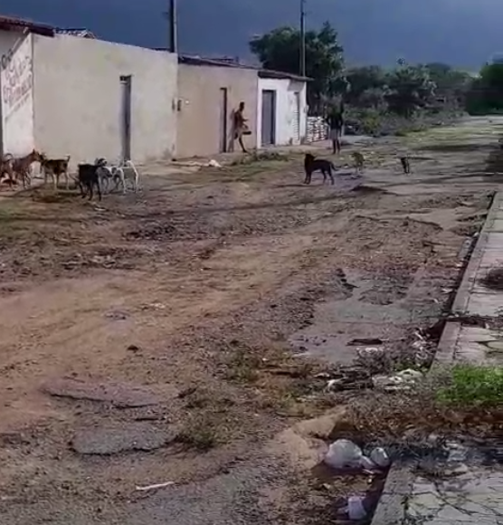 Comerciante denuncia invasão de cães e carrapatos em bairro de ST