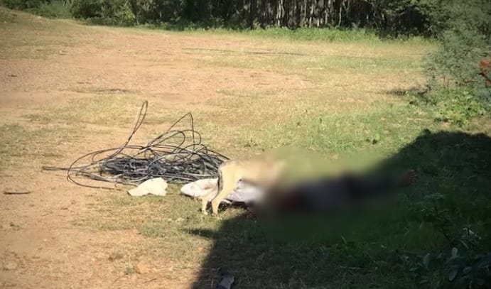 Corpo é encontrado sendo devorado por cachorros 1 Corpo é encontrado sendo devorado por cachorros em Custódia - Foto: Reprodução