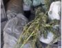PM encontra plantação com mais de 4 mil pés de maconha 4 Foto: Divulgação/PMPE