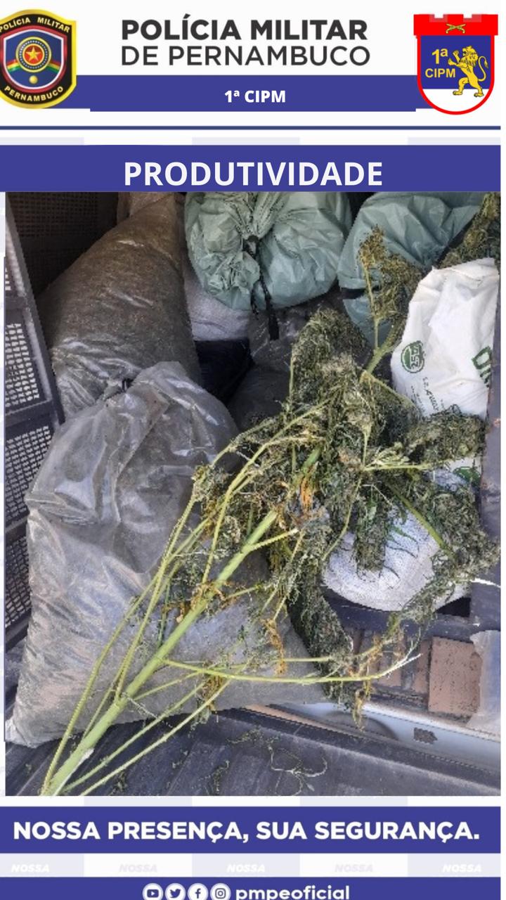 PM encontra plantação com mais de 4 mil pés de maconha 1 PM encontra plantação com mais de 4 mil pés de maconha - Foto: Divulgação/PMPE