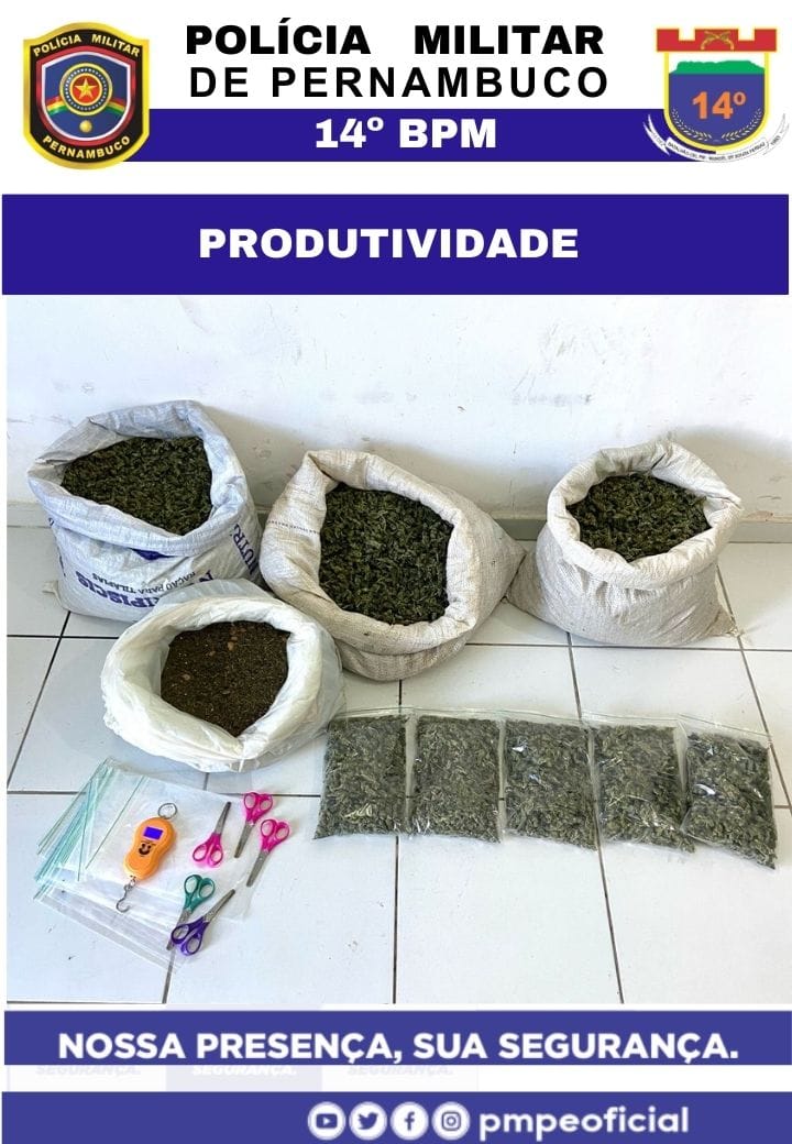 PM encontra fazenda com 12.800 kg de maconha 1 PM encontra fazenda com 12.800 kg de maconha - Foto: Divulgação/PMPE