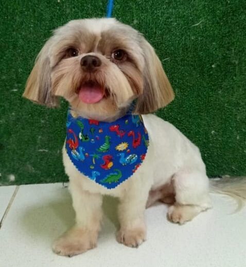 Tutora procura cachorro desaparecido em ST