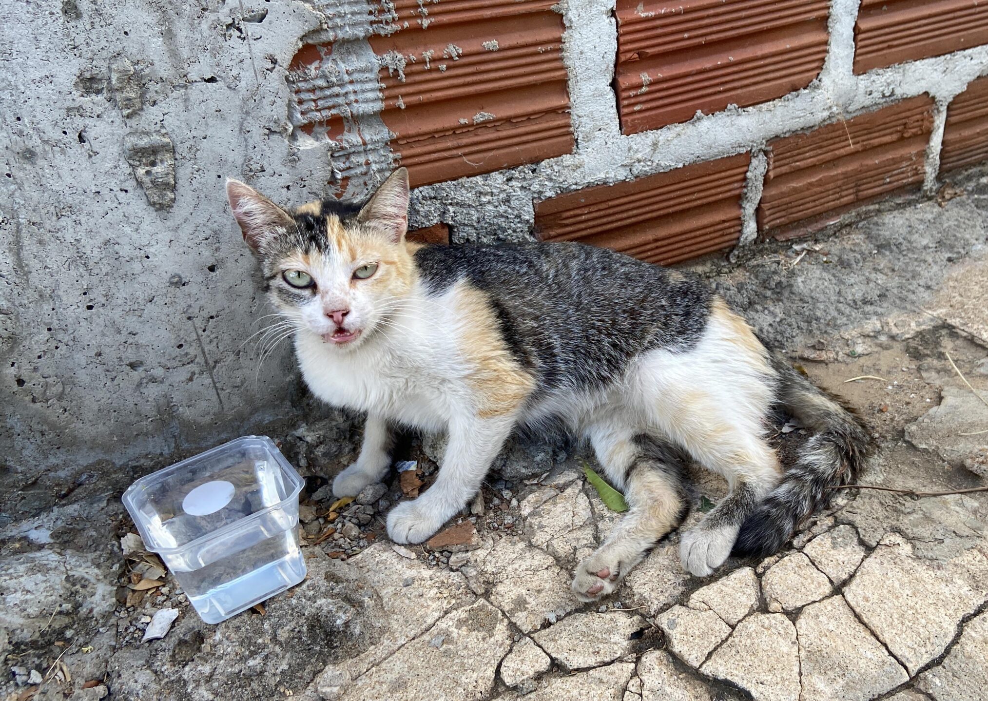 Gata atropelada precisa de cirurgia em ST