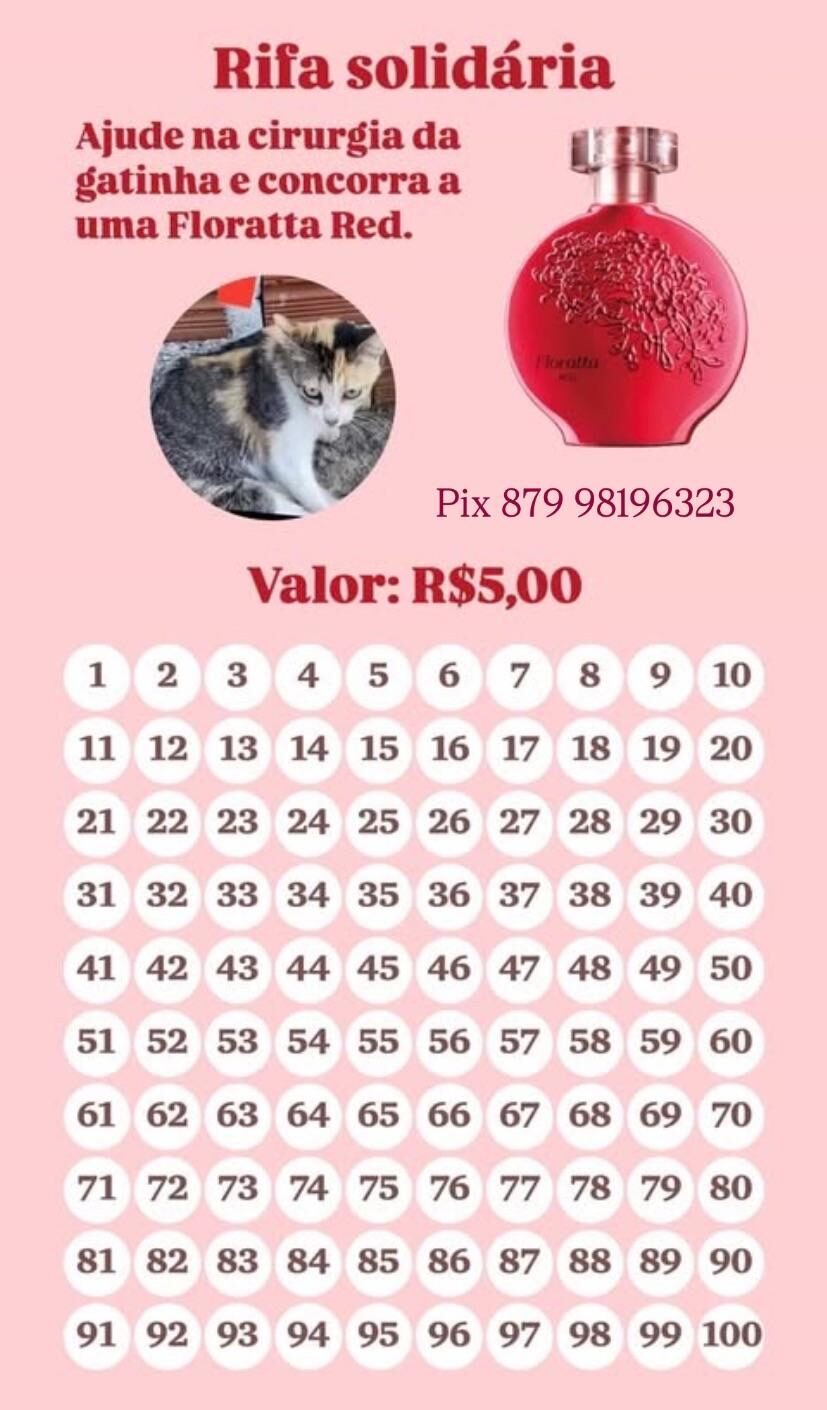 Gata atropelada precisa de cirurgia em ST