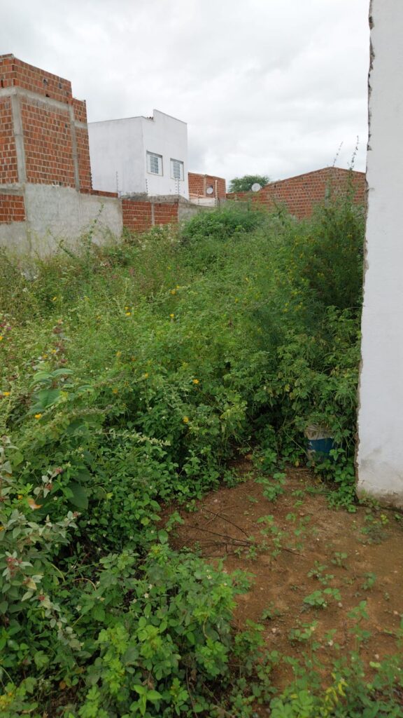 Serra-talhadense diz que bairro está cercado por mato e pede providências