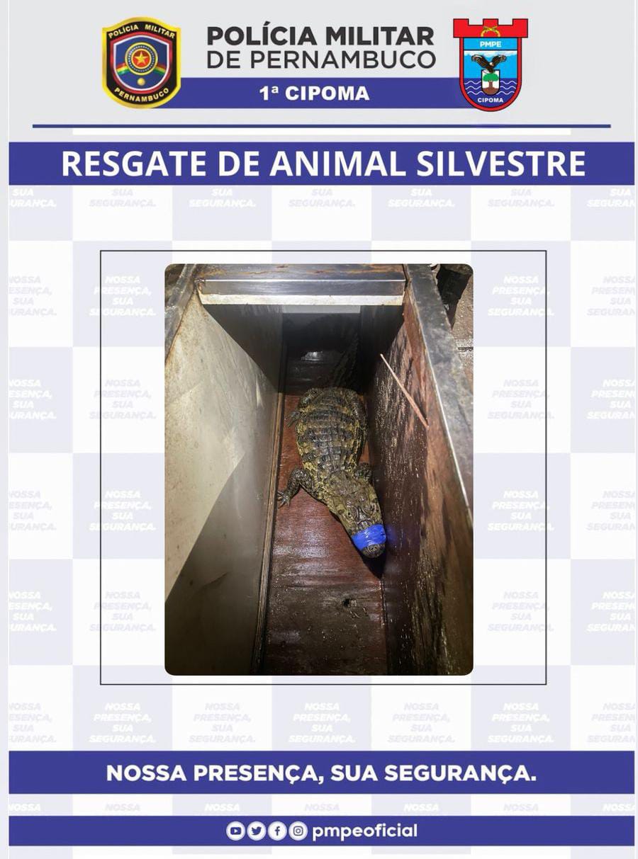Policiais da Cipoma resgatam jacaré no Grande Recife 1 Policiais da Cipoma resgatam jacaré no Grande Recife - Foto: PMPE