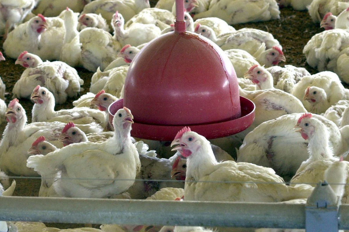 Brasil confirma primeiro caso de gripe aviária em granja comercial 1 Brasil confirma primeiro caso de gripe aviária em granja comercial - Foto: Agência Brasil