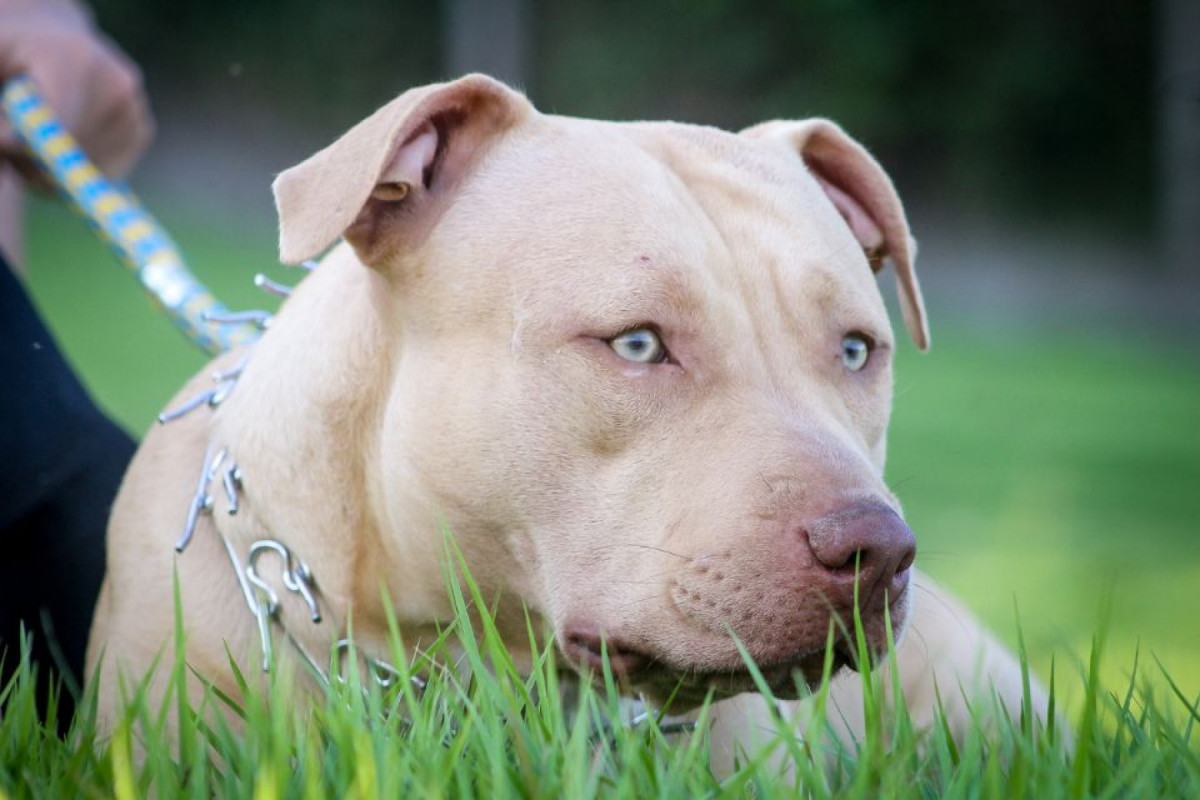 Idoso é atacado por pitbull ao tentar proteger seu cão 1 Idoso é atacado por pitbull ao tentar proteger seu cão - Foto: Reprodução/Canva