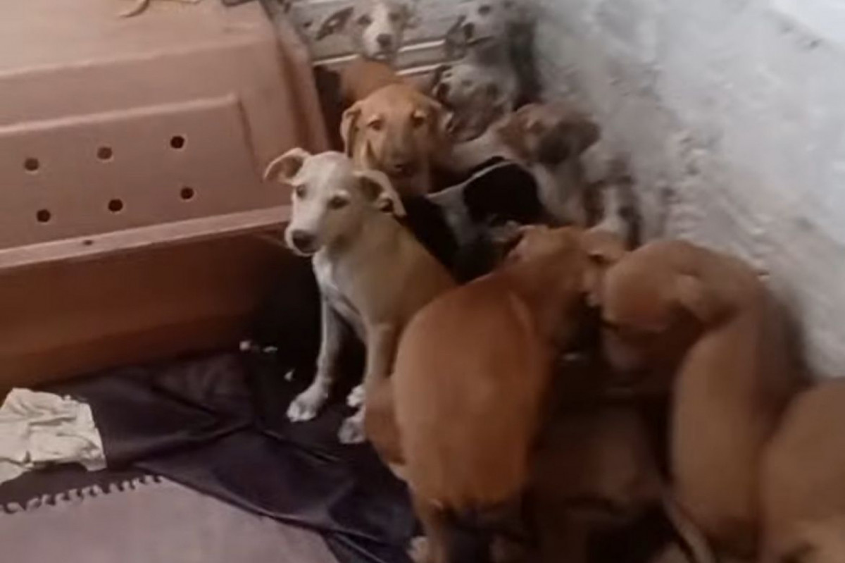Cães de abrigo morrem durante queima de fogos 1 Cinco cães de abrigo morrem em Caruaru durante queima de fogos - Foto: Reprodução/Instagram