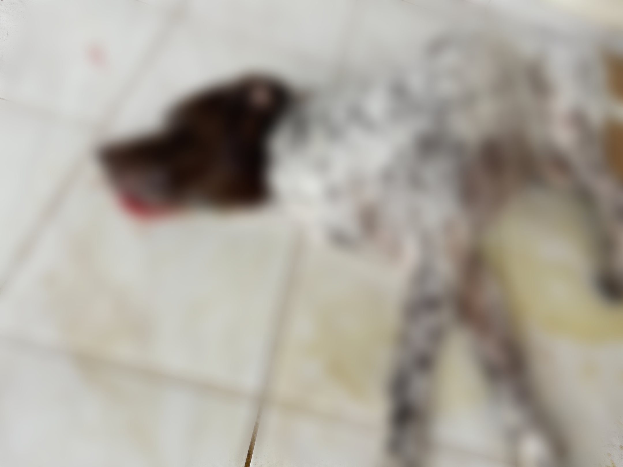 Animal sofre com fogos de estampido em ST e tutor faz apelo dramático 1 Foto: Reprodução
