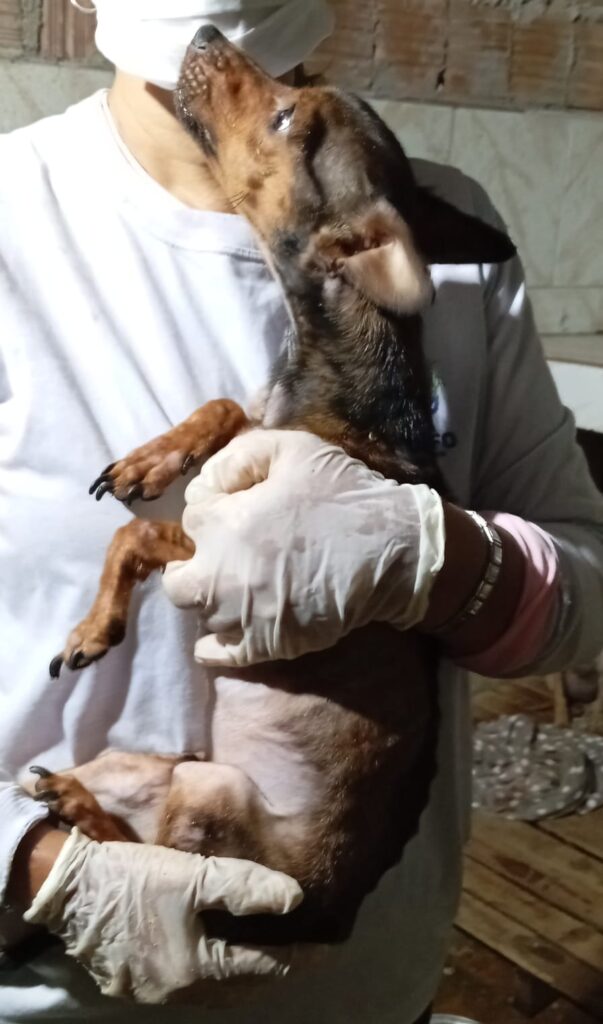 Animal é resgatado pela PM após suspeita de maus tratos em Triunfo