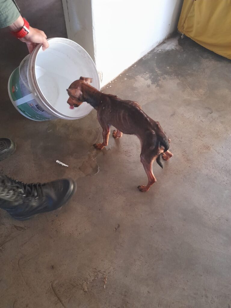 Animal é resgatado pela PM após suspeita de maus tratos em Triunfo