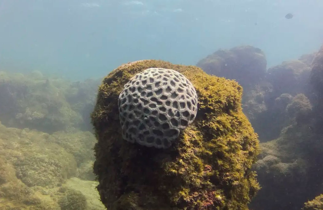 Unesco reconhece projeto brasileiro que busca preservar corais em PE - Foto: Fernando Frazão/Agência Brasil