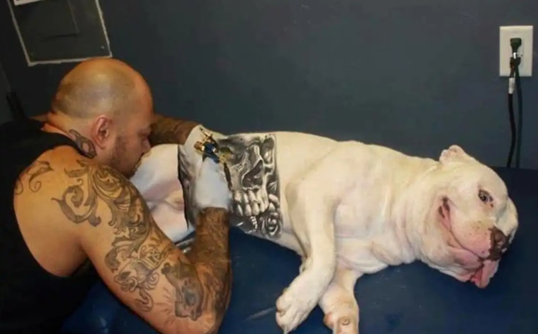 Governo sanciona lei que proíbe tatuagens e piercings em cães e gatos 1 Governo sanciona lei que proíbe tatuagens e piercings em cães e gatos - Foto: Câmara Legislativa DF