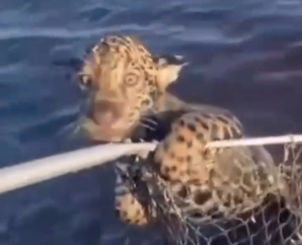 Vídeo: Pescador 'fisga' e ajuda filhote de onça a atravessar rio no Pantanal - Imagem: Redes Sociais/Vanderlei Rosa