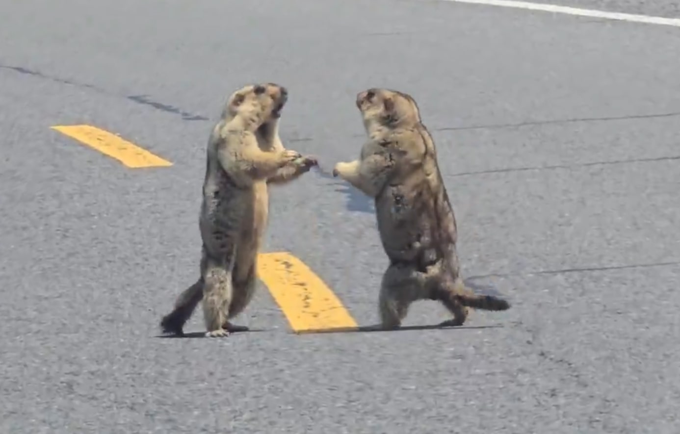 Marmotas brigam em rodovia chinesa e causam engarrafamento 1 Marmotas brigam em rodovia chinesa e causam engarrafamento - Imagem: Reprodução/Redes Sociais