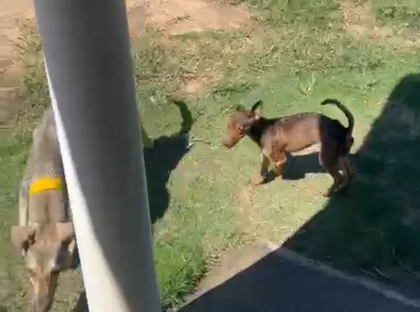 Policial que participou de salvamento adota animal vítima de maus tratos 1 Imagem: Reprodução