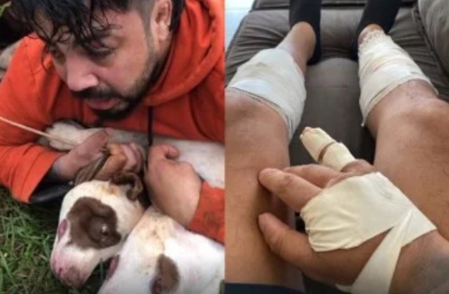 Vídeo: Lutador de muay thai imobiliza dois pitbulls após ataque no MS 1 Vídeo: Lutador de muay thai imobiliza dois pitbulls após ataque no MS - Imagens: Reprodução/Instagram