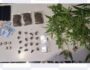 PM localiza plantação de maconha e drogas para venda 1 Foto: PMPE/Divulgação
