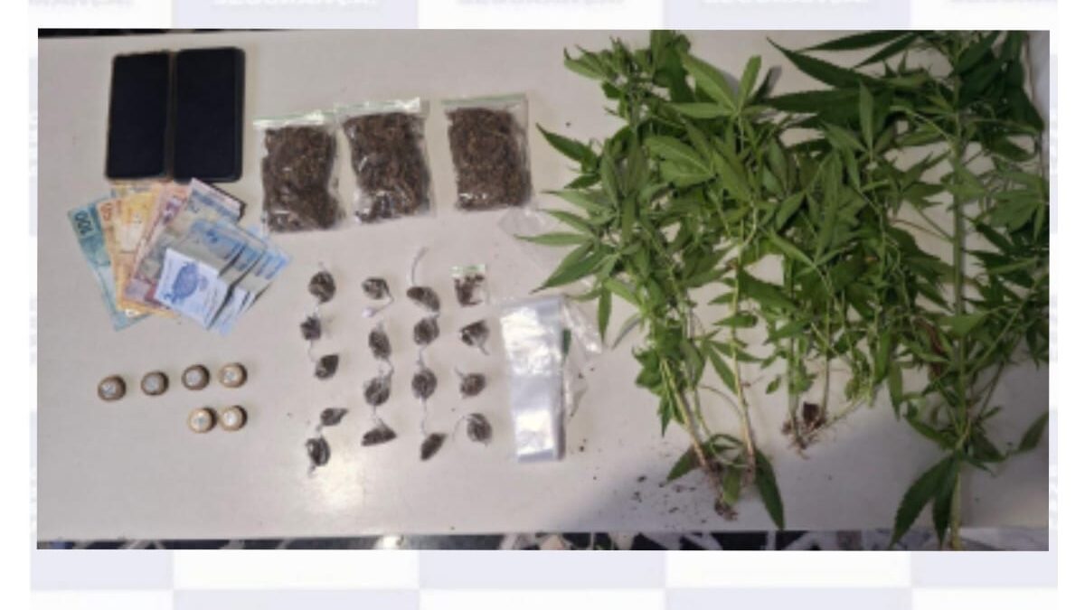PM localiza plantação de maconha e drogas para venda 1 Foto: PMPE/Divulgação