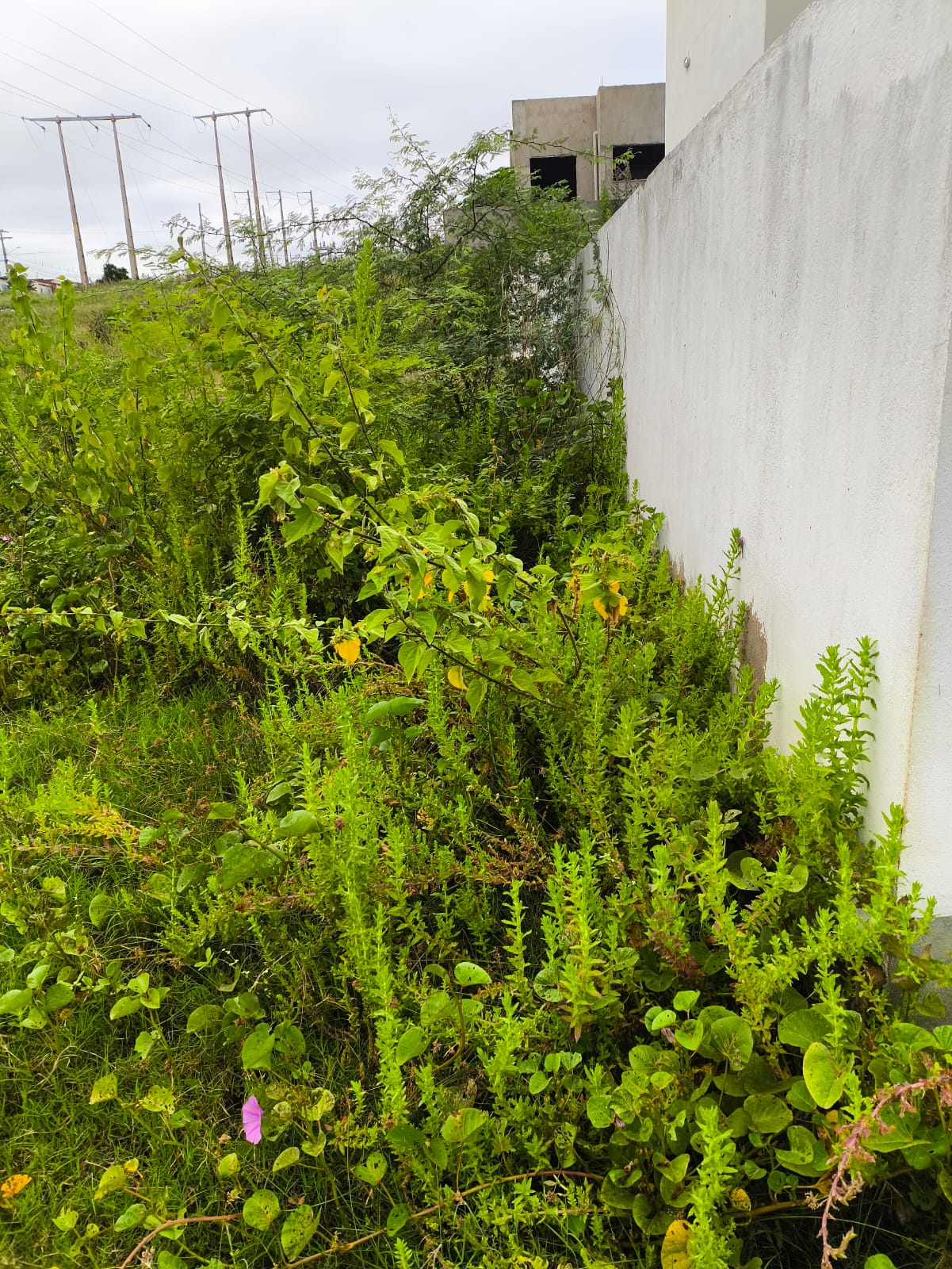 Moradores denunciam estado de abandono em USF do Mutirão em ST