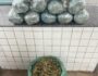Mais de 23 kg de maconha são apreendidos no Sertão 4 Foto: Divulgação