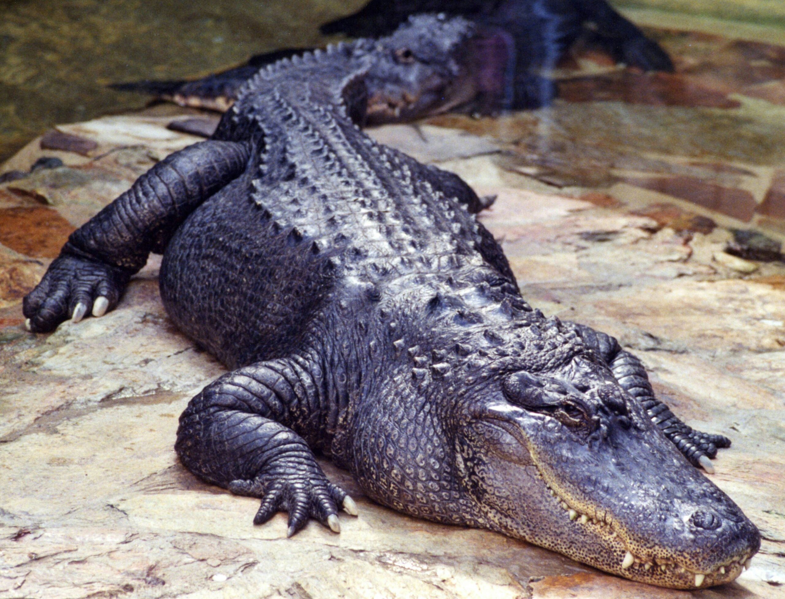 Crocodilo entra em casa e mata grávida que preparava almoço da família - Foto: Lisa Yount/Unsplash