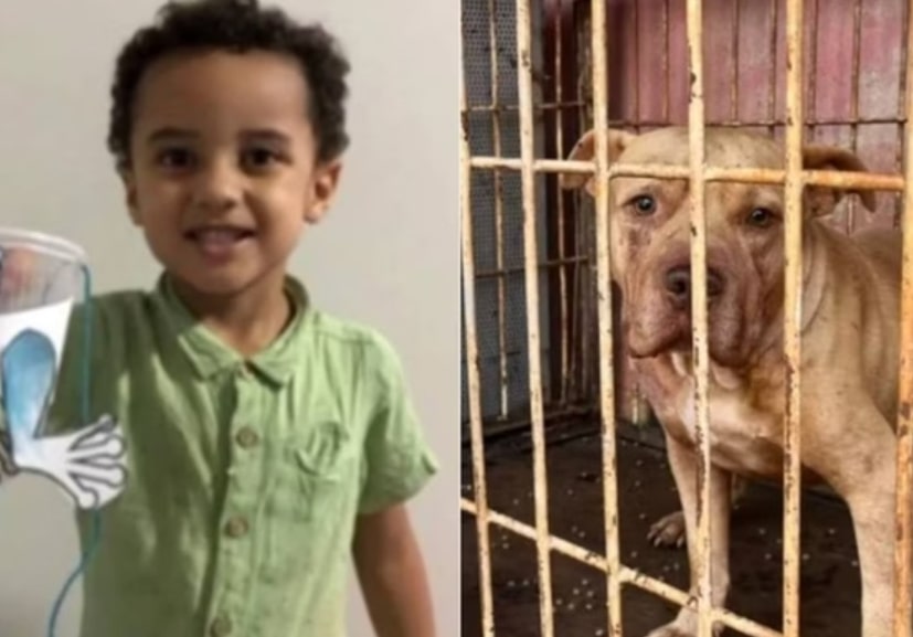Menino de 3 anos morre após ser atacado por pit bull dentro de casa 1 Menino de 3 anos morre após ser atacado por pit-bull dentro de casa - Foto: Reprodução