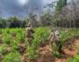 Polícia erradica mais de 13 mil pés de maconha no Sertão 1 Foto: Divulgação