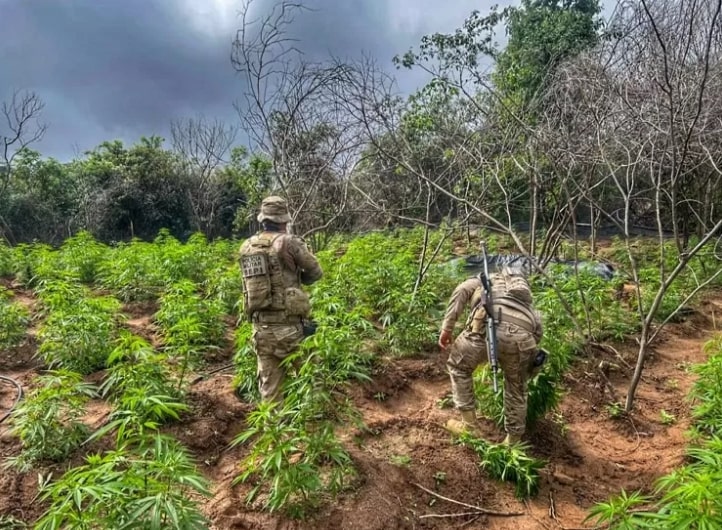 Polícia erradica mais de 13 mil pés de maconha no Sertão 1 Polícia erradica mais de 13 mil pés de maconha no Sertão - Foto: Divulgação