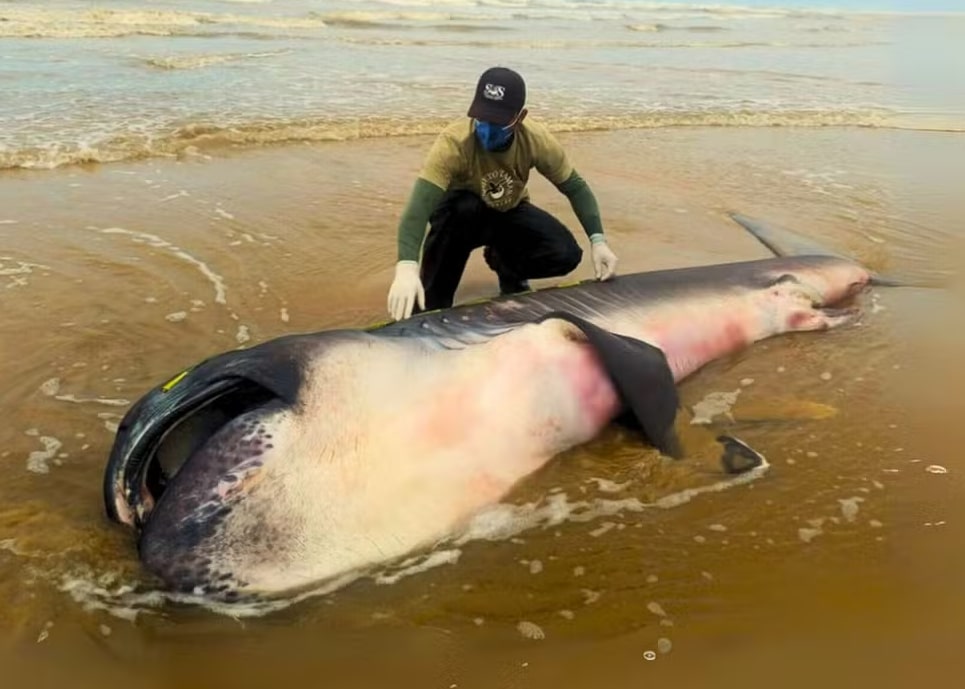 ‘É quase impossível encontrar’, diz biólogo sobre tubarão raro encontrado no Sergipe - Foto: Tamar