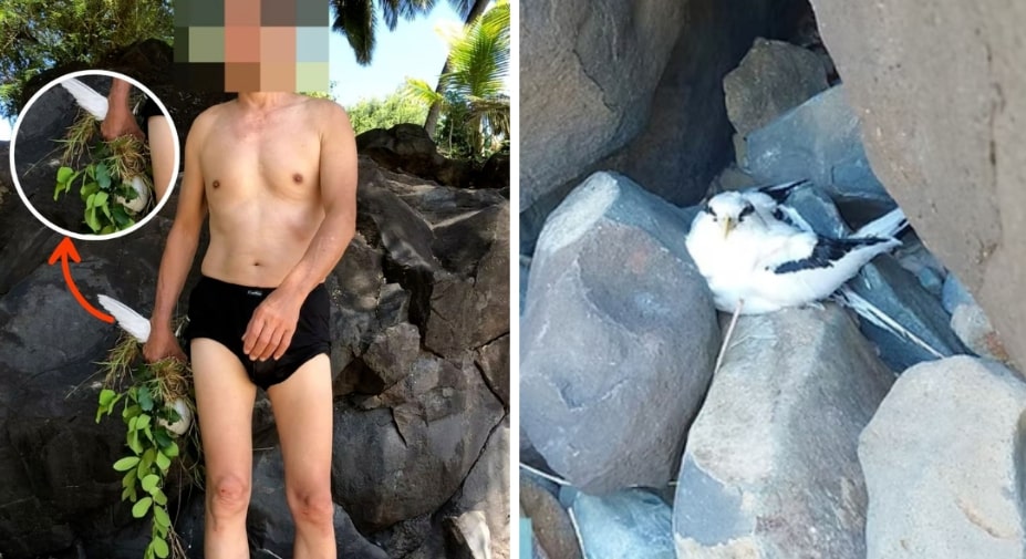 Turista é multado em R$ 10 mil por capturar ave ameaçada 1 Turista é multado em R$ 10 mil por capturar ave ameaçada - Foto: ICMBio/Reprodução