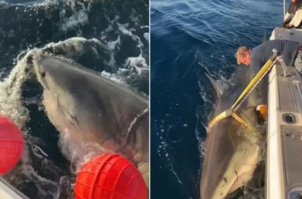 Maior tubarão-branco já visto no Atlântico faz passeio em destino de luxo 1 Maior tubarão-branco já visto no Atlântico faz passeio em destino de luxo - Foto: Reprodução/OCEARCH